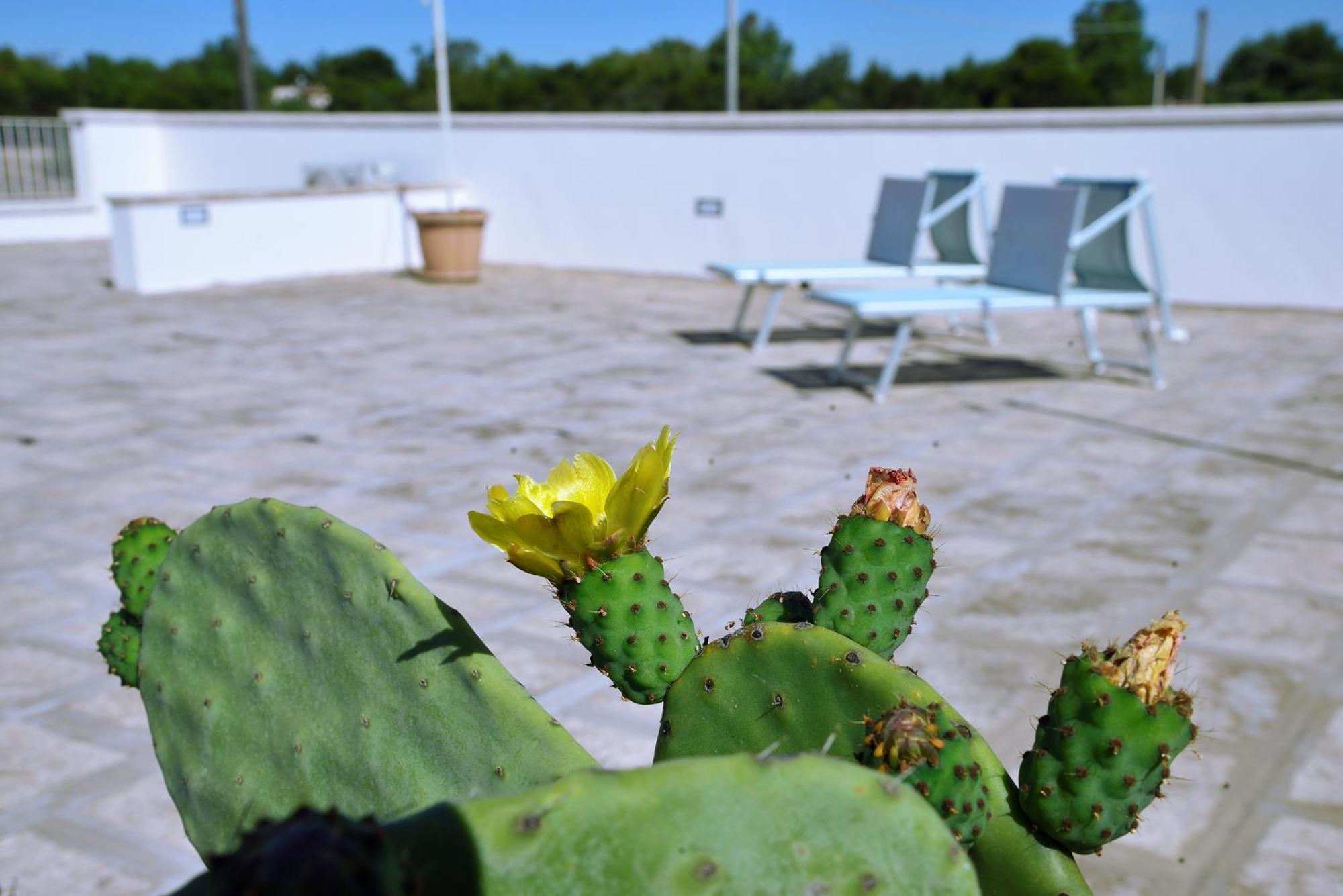 B&B Domus Terra Mare Torre San Giovanni Ugento Exteriör bild